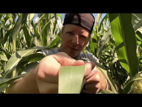 ASMR Corn Field Massage 