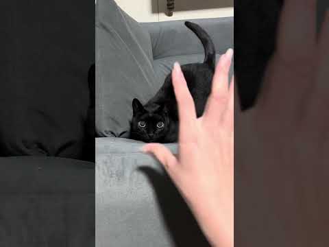 ASMR No Meu Gato 🐈‍⬛ #asmr #gato #sonsdeboca # #tingles