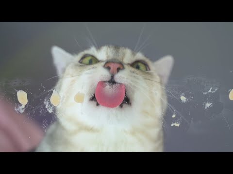 [ASMR] 고양이 츄르 먹방 리얼 사운드 | 소금이와 후추의 간식타임 😽