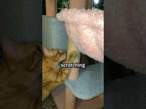 TikTok Shop Cat Tower 🤔 #asmr