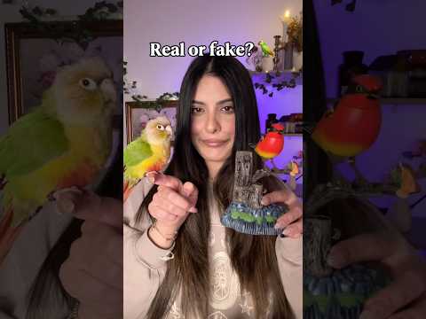 Real or fake bird? featuring my bird, Fluffy 🦜  #asmr