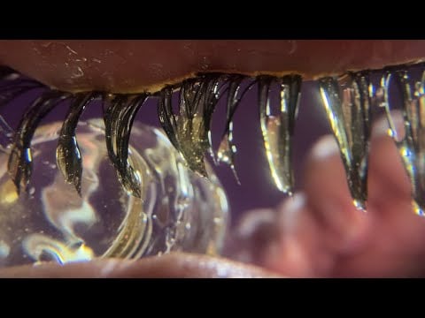 ASMR Honey Eye Cleaning 🍯👁️🧼 Tingly Wet Mouth Sounds 💤💤