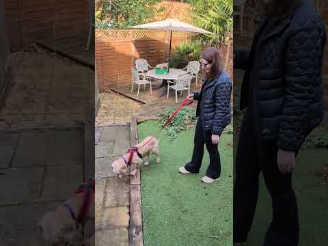 primeiro dia de lar temporario da ginger 🧡 a poodle cega mais linda que já conheci