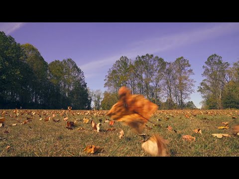 A Windy Autumn Day