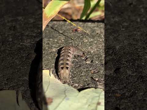 Caterpillar ASMR #asmr #relax #triggersforsleep #visualtingle #asmrcommunity #sleepsolution