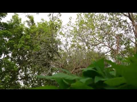 rain and birdsong [No Talking]