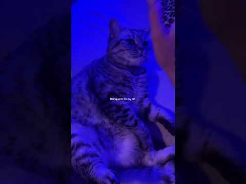 ASMR ON MY $3000 CAT 🐱
