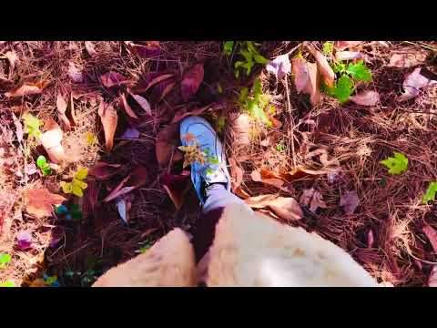 ASMR walking in woods leaf sounds deeply relaxing