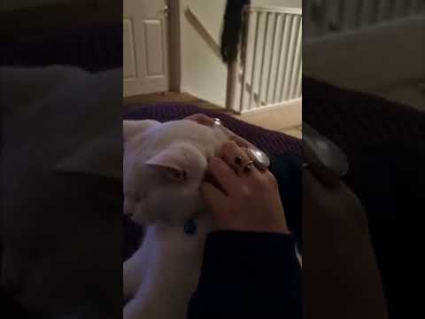 💤Giving my cat ASMR! Ring sounds, massages, purring and bells🥰❤️ (Pixie ASMR)💤
