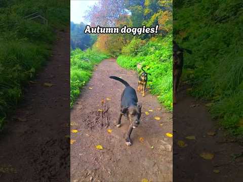 Autumn doggy walks #asmr #shorts #doggywalks #autumnwalk #autumnvibes #autumn #autumnleaves #nature
