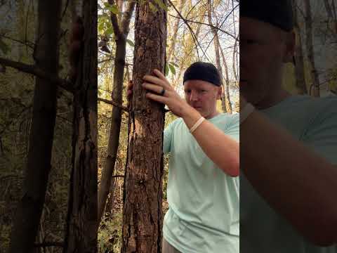 ASMR | Giving a Tree a Massage #asmr