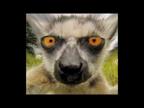 King Julian from Madagascar Does ASMR