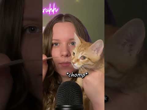 focus on the cat #asmr #asmrshorts