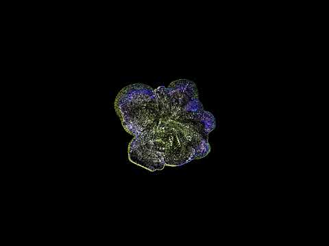 ASMR – 33 Shower puff [No talking]