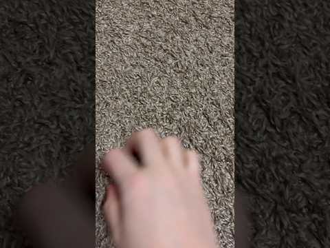 ASMR Scratching My Carpet #ASMR #Shorts