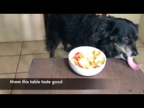 CHIHUAHUA EATS APPLES & PEANUT BUTTER FAIL ASMR (No Talking)