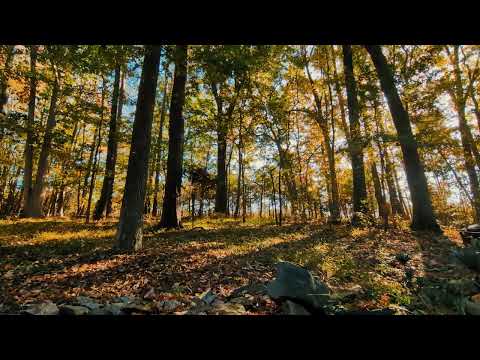 A Golden Autumn Morning - Autumn Forest Ambience w/ Birdsong