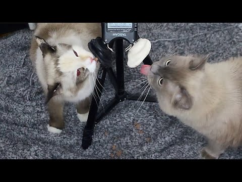 🐱ASMR Kitten Nibbles and Noms😸