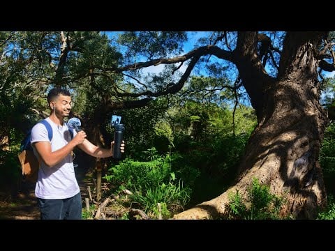 ASMR Découverte de La Réunion #1 : Forêt de tamarins des hauts
