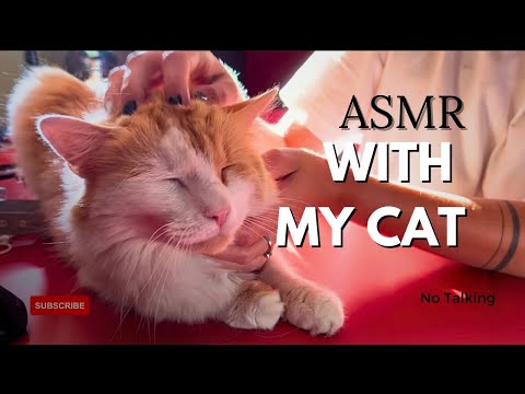 ASMR WITH MY CAT! 😽| Purring cat | - No Talking