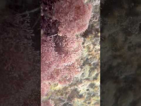 ASMR under Water! Layered sounds and personal attention