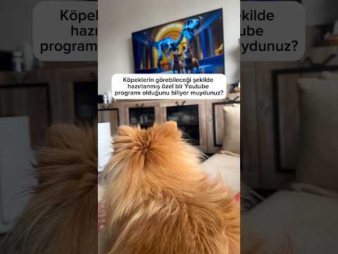 Oturup pür dikkat izlemeye başladı kanal adı: Siesta Dog Tv #dog #dogshorts