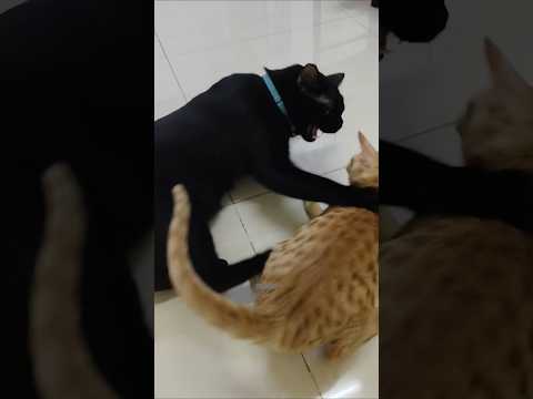 Don't Touch Me Simba😸😁🔥 #shorts #cat #kitten #kitty #catfight