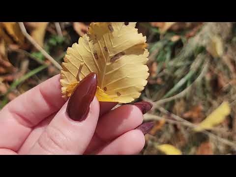 Autumn ASMR 🍂 | Camera Tapping, Rustling leaves, Scratching of trees, Breath of wind 🍁
