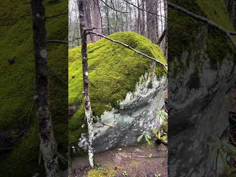 Beautiful day in the forest #nature #woods #forest