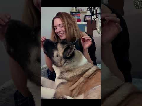 #asmr | Eating Sounds | ASMR With My Dog #shorts #asmrdog #sleep #asmreating