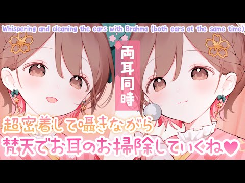 【ASMR/密着囁き】両耳を囁きながら梵天でお掃除していくね💗[Clean both ears at the same time using Brahma.]