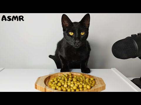 Cat eating Green Peas ASMR