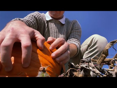 [LOFI ASMR] Pumpkin Patch ASMR | Pumpkin Tapping, Corn Maze, etc.