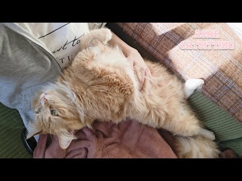Catsitting ASMR (no talking, purring only😽)