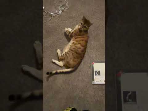 random asmr w kitty cat beeb #lofiasmr #relax  #asmr