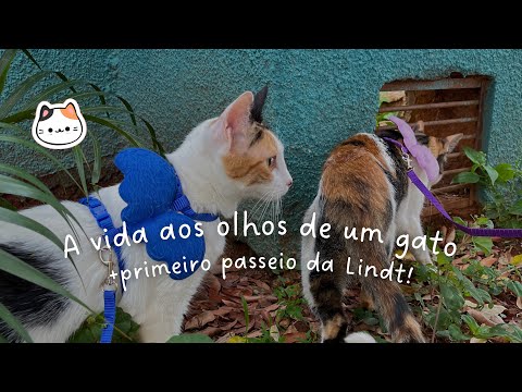 A vida aos olhos de um gato 🐈 Primeiro Passeio Fora de Casa