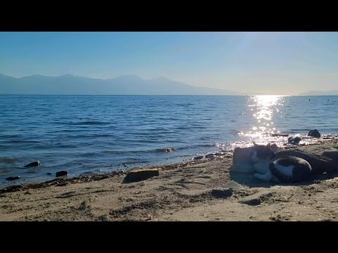 ASMR 🏝️ 11 Dakikada Sevimli Bir Kediyle Sahilde Uykuya Dalın