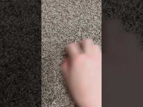ASMR Scratching My Carpet | No Talking #ASMR #Shorts
