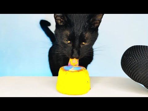 ASMR Mukbang Cat Eating Colorful Jelly