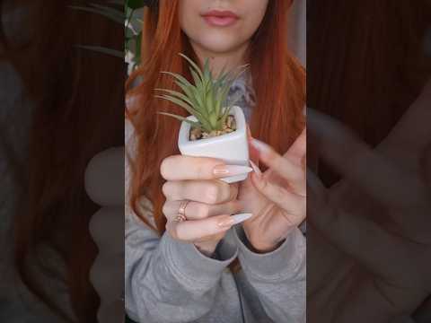 fake plant asmr💚#asmrvideo #relax #fakeplants #asmr #asmrsounds #plantasmr #tappingtriggers #relax