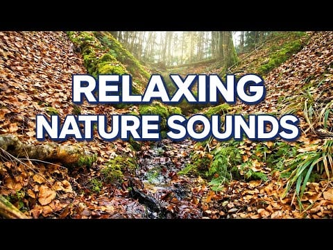 Fall Asleep Fast 😴 Relaxing Nature Sounds | Forest Stream for Deep Sleep & RelaxationFall Asleep 