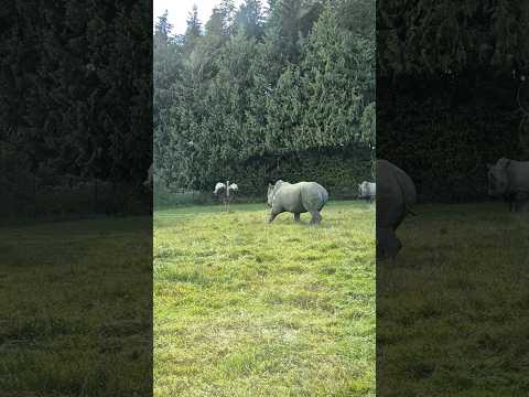 Rhino is scared of the ostrich 😅 #rhino #ostrich #safaripark