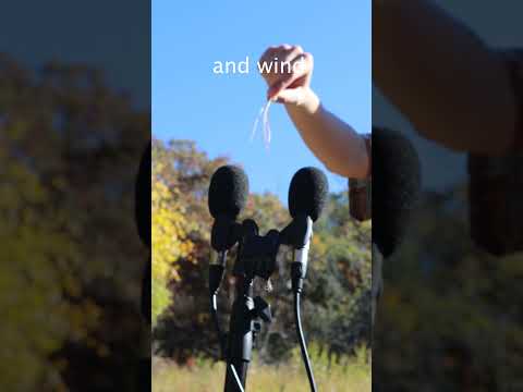 Outdoor ASMR Pine Straw #asmr #tingles