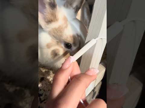 Honeybunny is a hater 😒🤬 #hater #asmr #asmrsounds #bunny