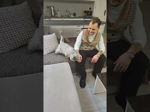 Asmr Cat Massage - New studio