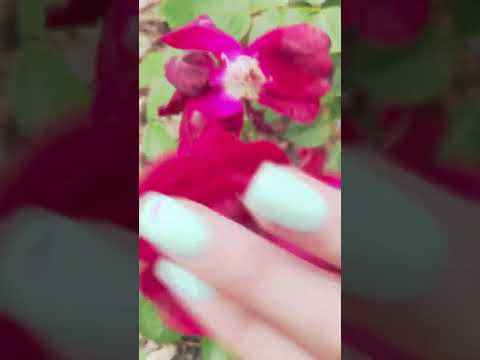 Rose Asmr 🌹#asmr #flowers #roses #asmrtriggers #fastandaggressiveasmr #tingles #visualtingle