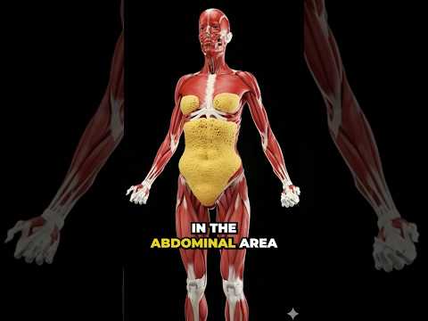 Why Men Gain Belly Fat After 25 (Testosterone Decline Explained)