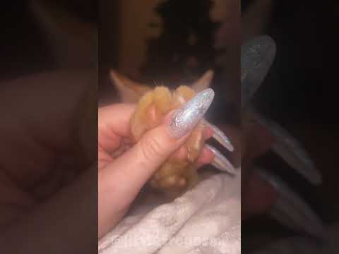 CAT PAW MASSAGE 😸🐾 #asmr #cats #purring #cute
