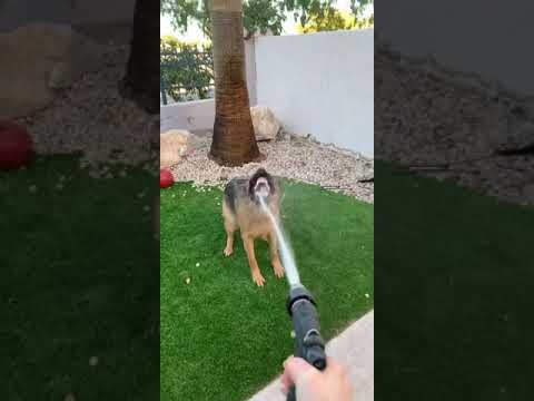 Vicious German Shepherd attacks killer water!!
