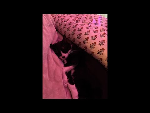 cozy asmr #asmr #sleep #tingles #relax #asmrtist #viral #reels #live #livestream